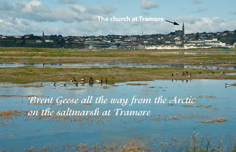 Brent at Tramore