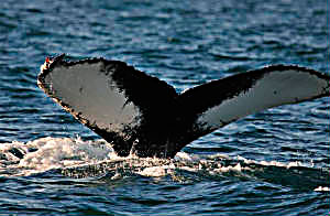 Whale fluke