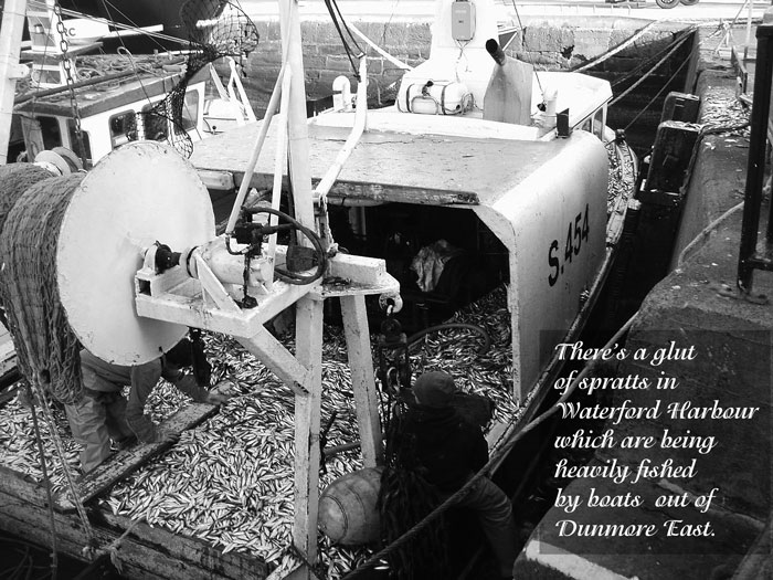 Spratts at Dunmore East